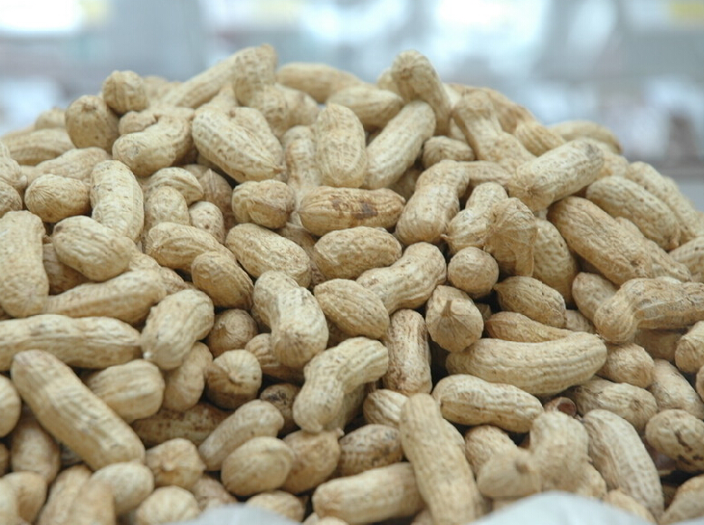 国家一花生重点科技研发项目落户大悟