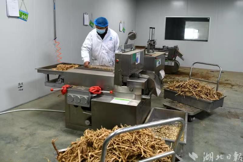 聚焦中药材种植的现代之路