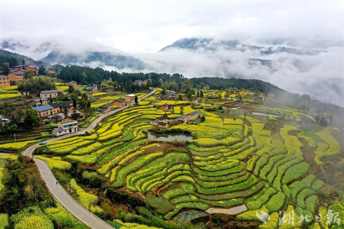 巴东最美特色油菜花海等你来 - 湖北日报新闻客户端