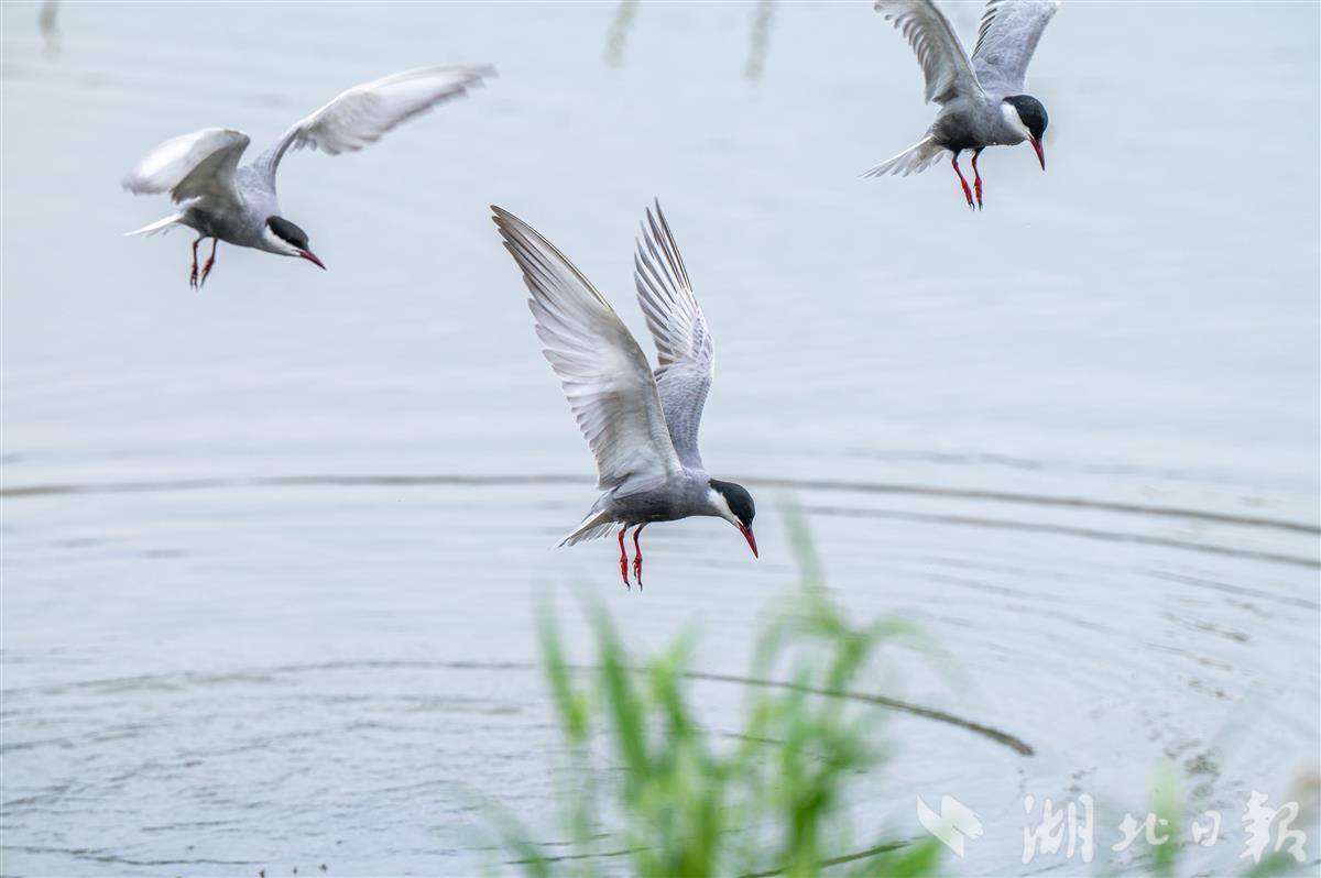 微信图片_20250729142157.jpg 微信图片_20250729142157.jpg