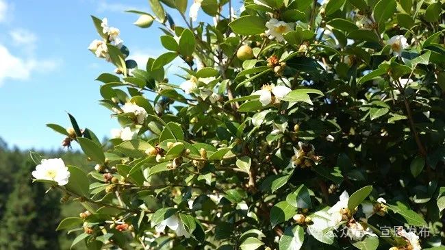 高产油茶树品种