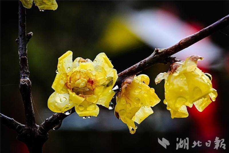 湖北省竹山县太和梅花谷景区梅花盛开满"谷"香