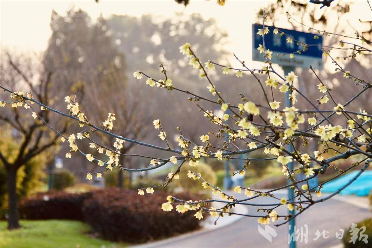 武汉东湖梅园元旦开园，当前开花率达三分之一
