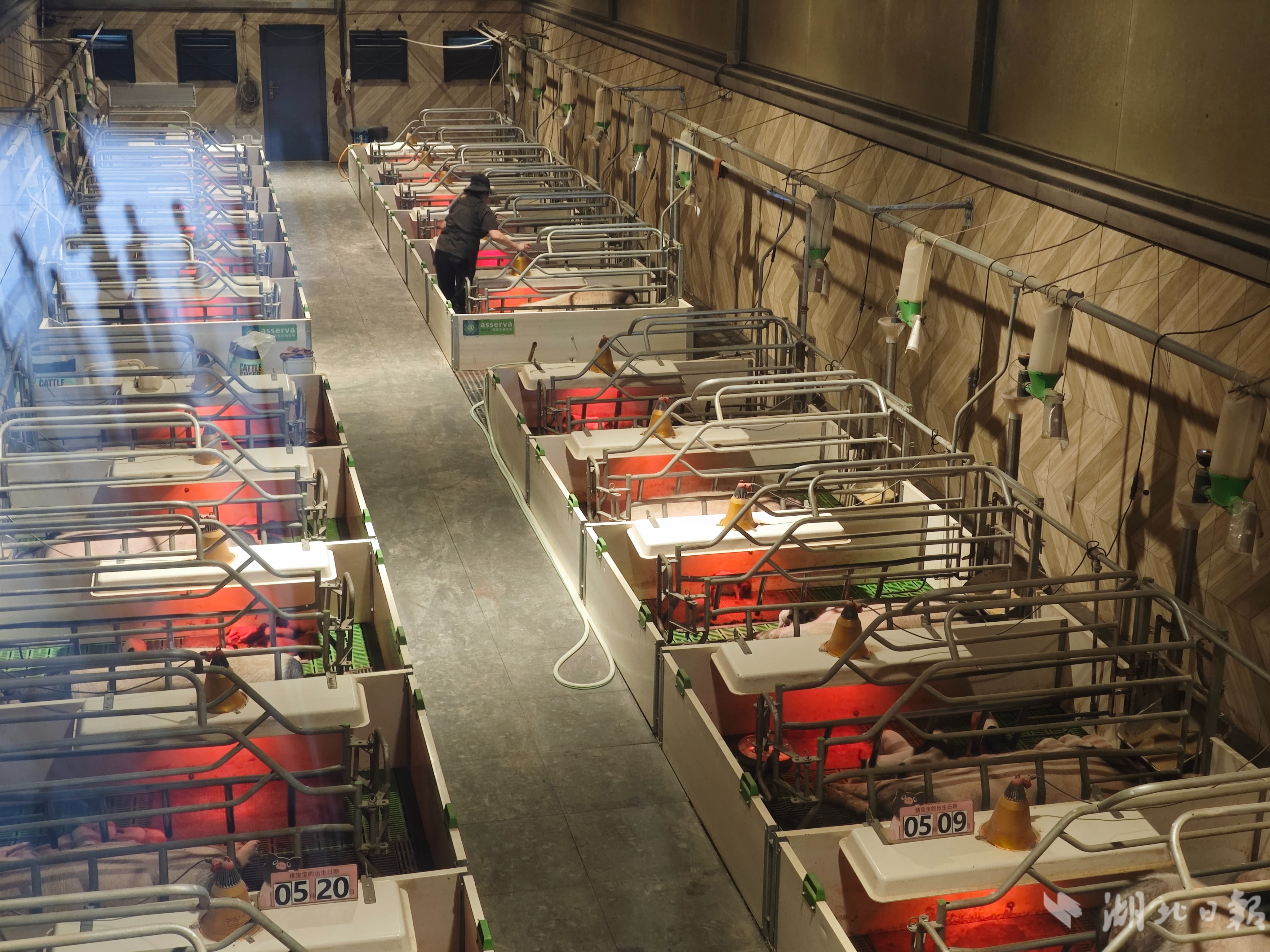 熊猫猪猪两头乌牧场智慧养殖间。