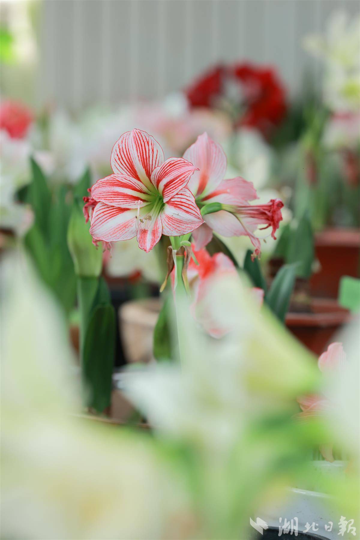 朱顶红 嘉芮摄 (1).jpg