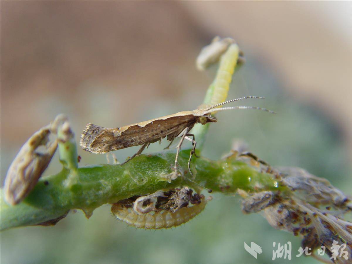 小菜蛾成虫和幼虫