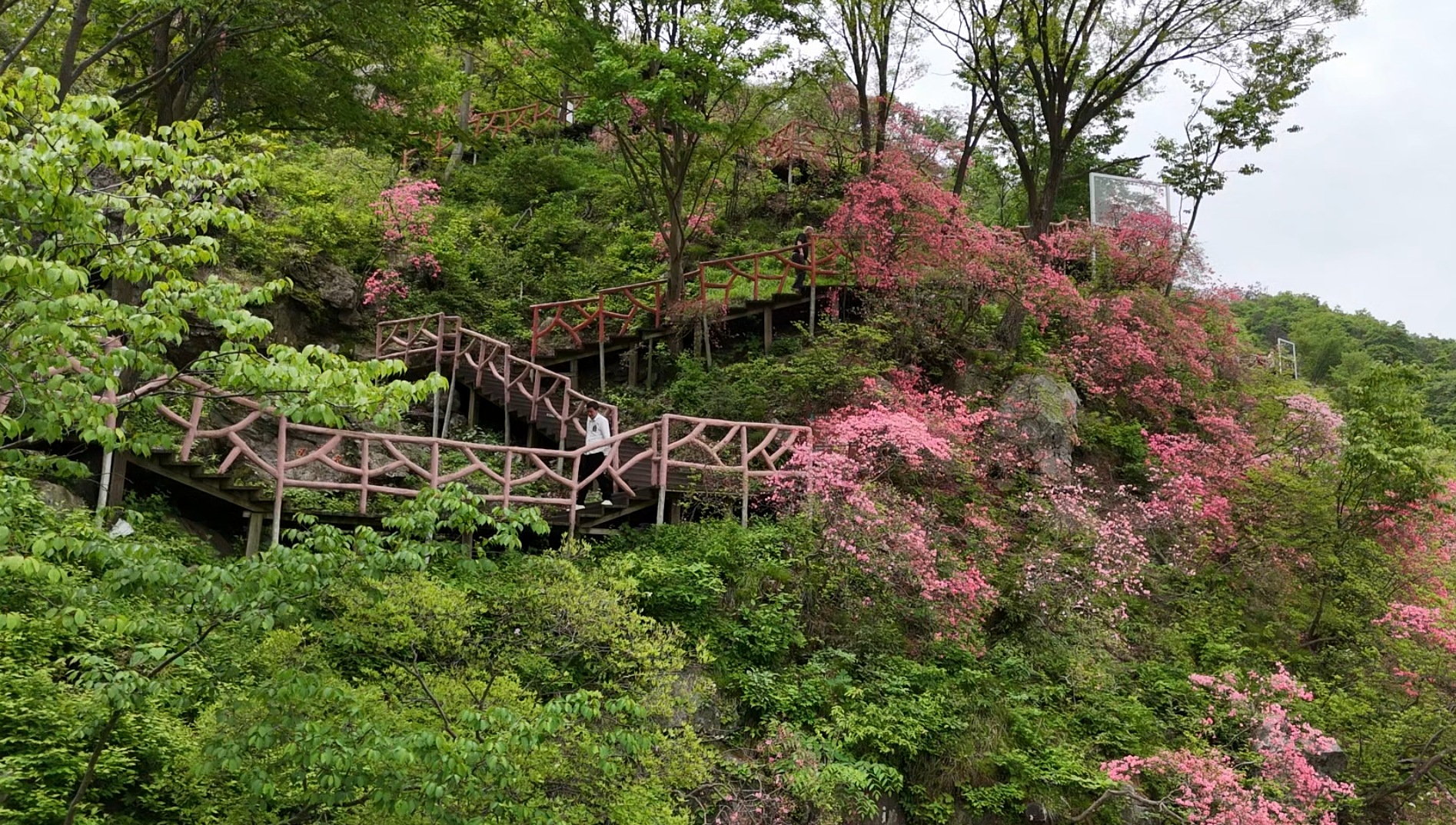 英山天马寨景区:最美人间四月天 杜鹃花开醉游人