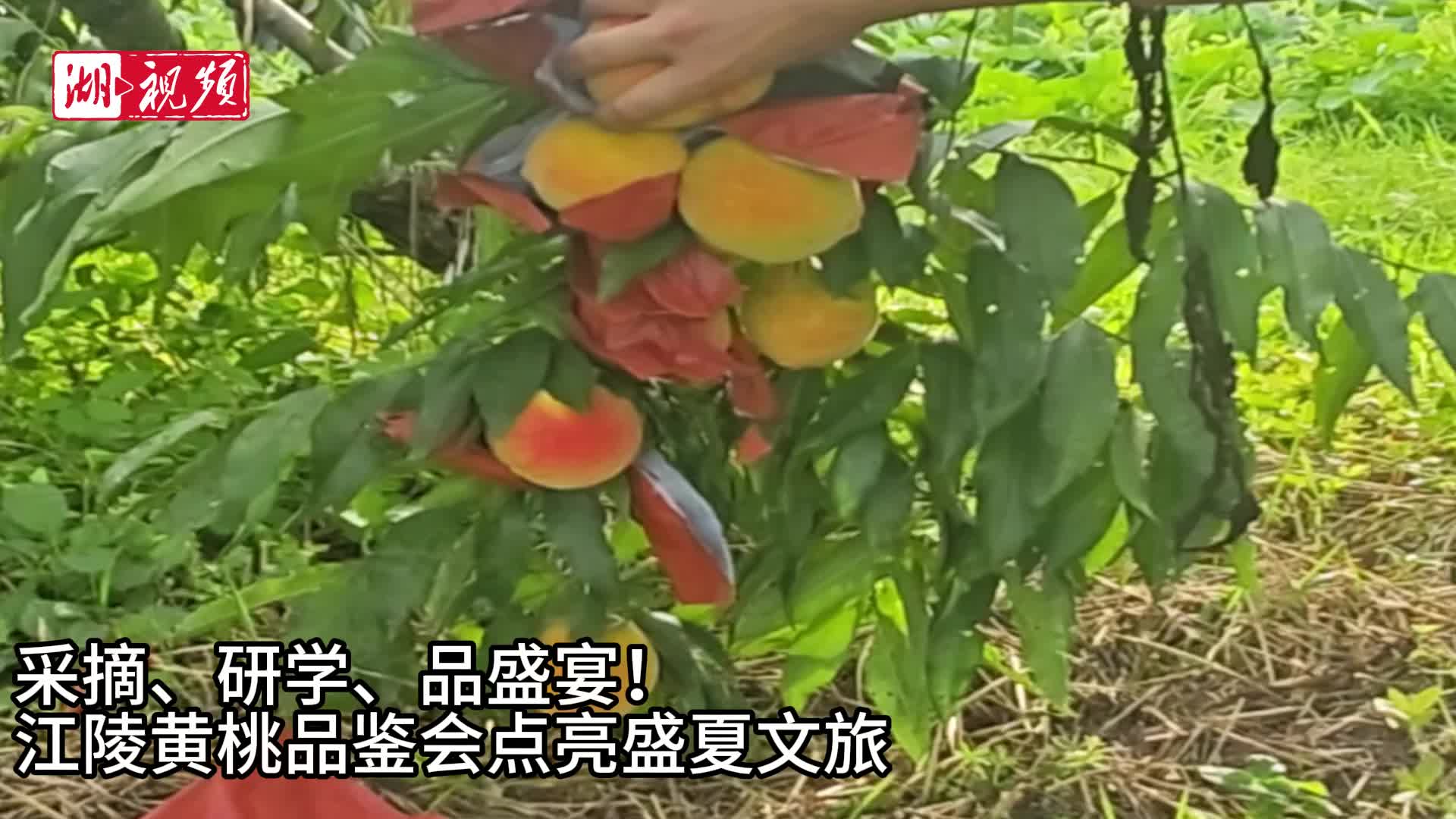 藏在江汉平原的甜蜜！江陵三湖黄桃品鉴会点亮盛夏文旅