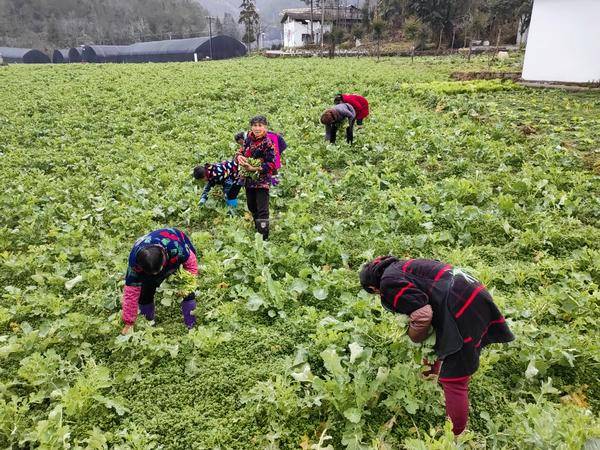 恩施富硒油菜苔俏销 冬闲田增收 - 湖北日报新闻客户端