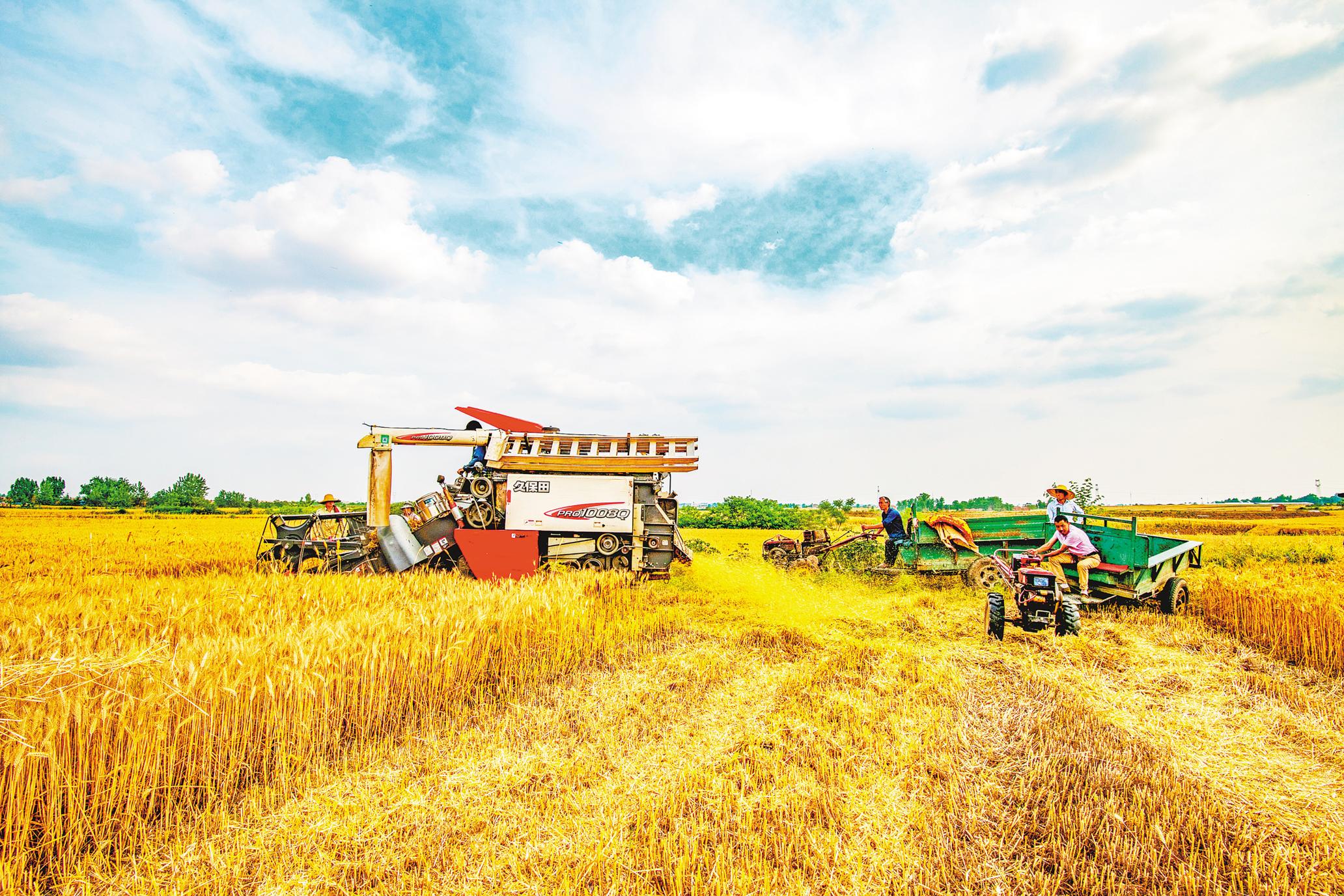 枣阳小麦丰收万台收割机开镰