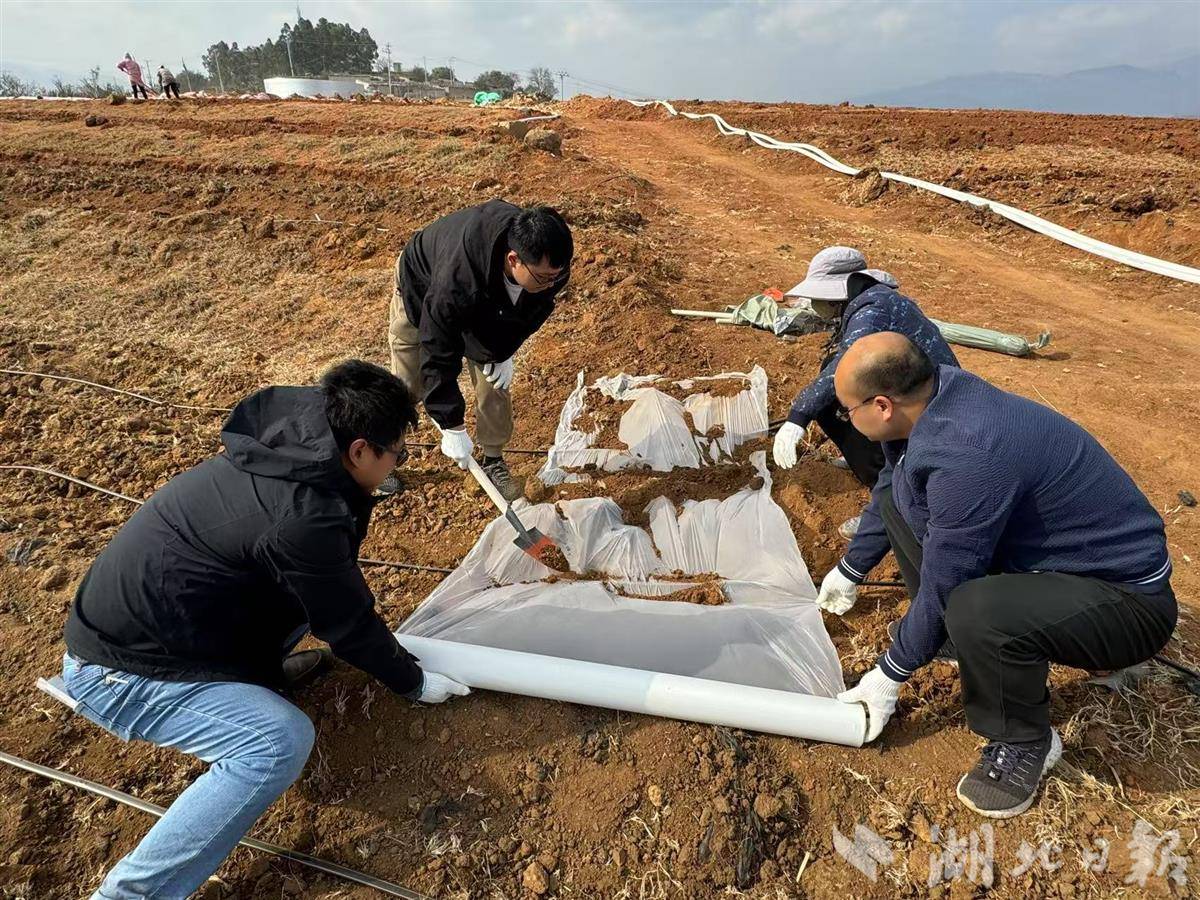 李强团队师生在开展田间试验.jpg 李强团队师生在开展田间试验.jpg