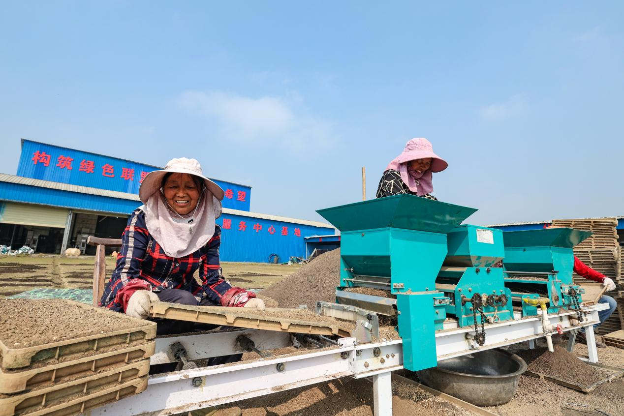 南漳:水稻育秧机械化 提质增效"加速度"