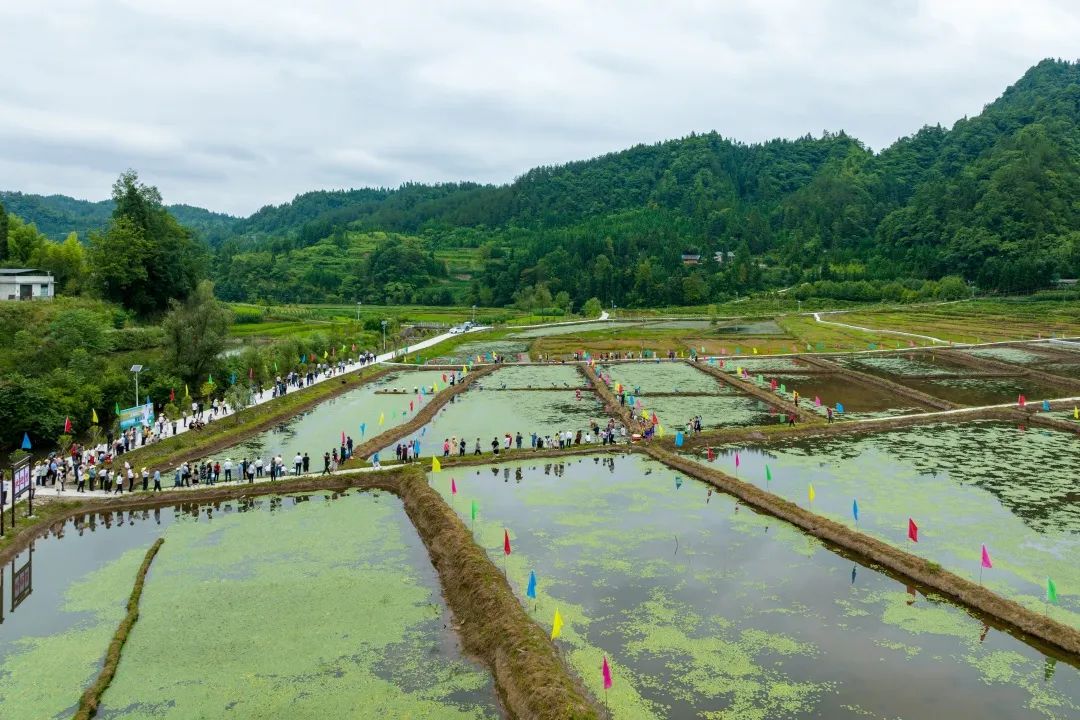 涼爽利川霧裡蓴境利川市涼霧蓴菜文化節開幕