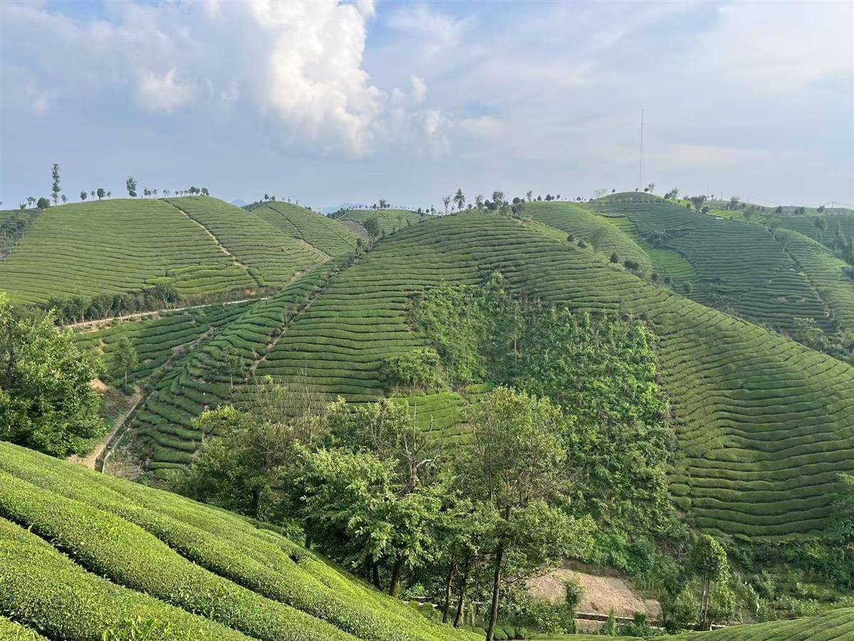 万亩茶园一角.jpg