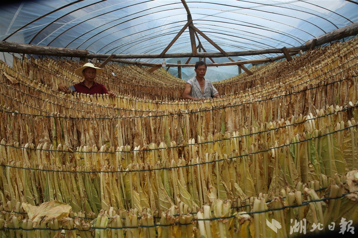 白肋烟进入成熟期金果坪烟农采摘晾制忙