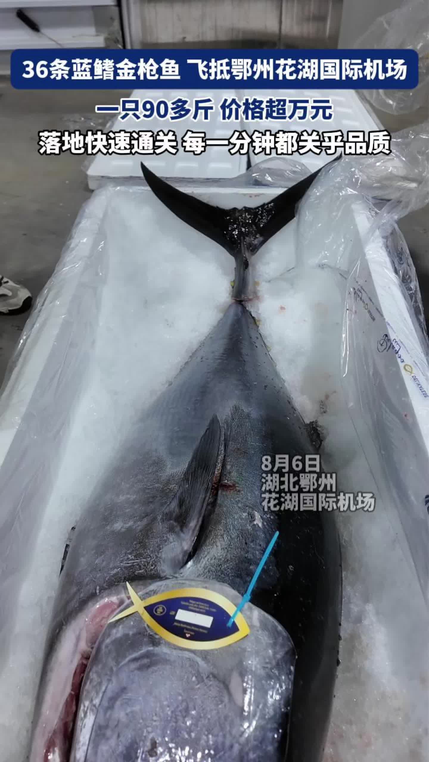 视频丨水中“劳斯莱斯”蓝鳍金枪鱼 飞抵鄂州花湖国际机场