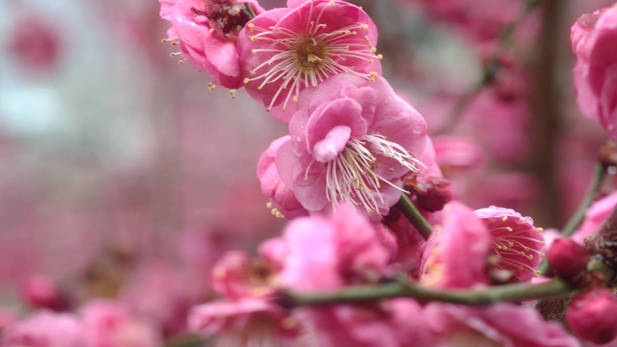 静帧 2026-02-07 082159_1.2.2.jpg