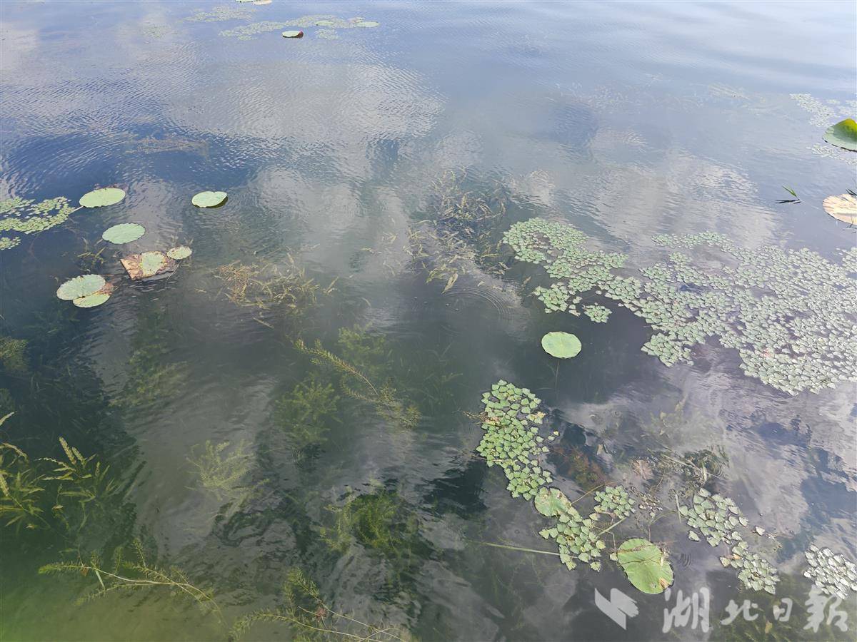水下森林2.jpg