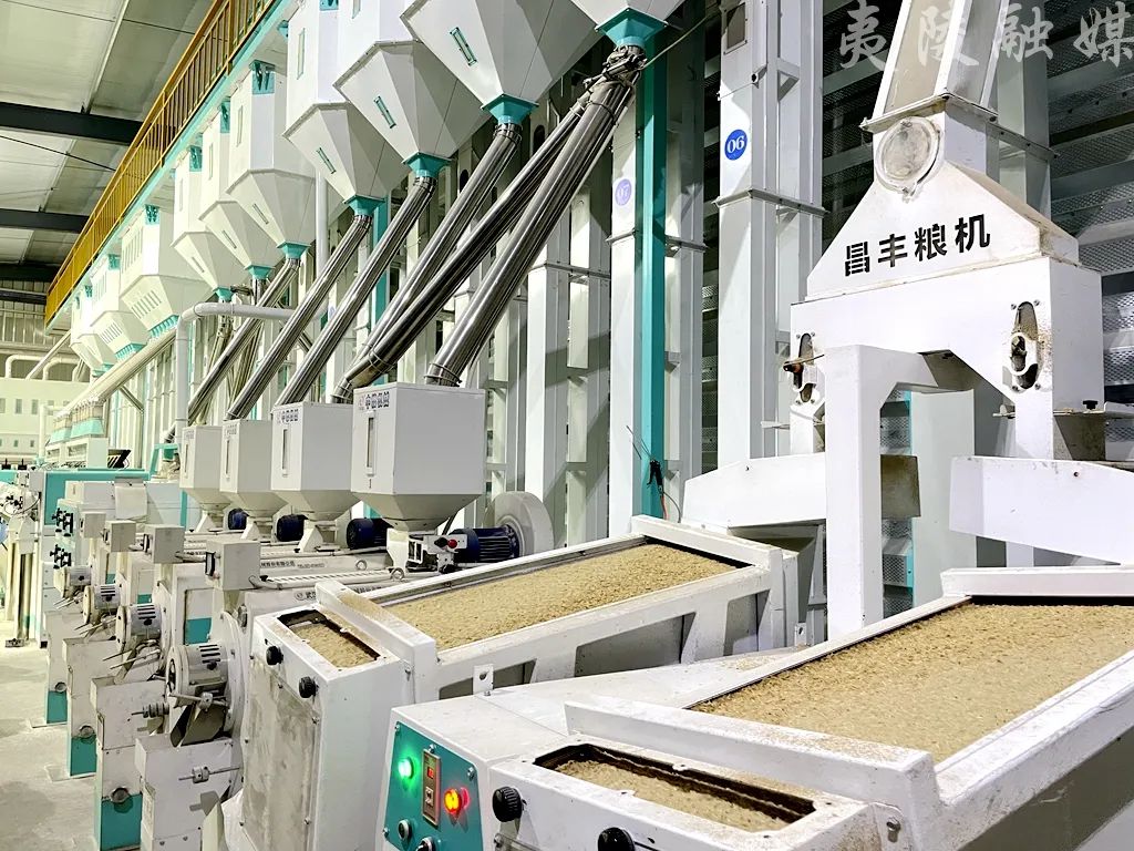 夷陵有机大米这样"炼"成