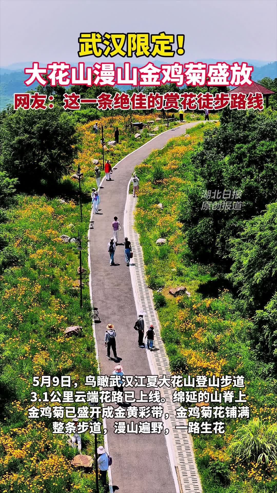 武汉限定！大花山漫山金鸡菊盛放