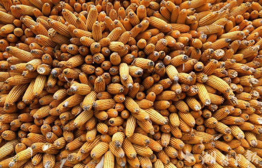 保康满墙玉米喜丰收山乡金秋美如画