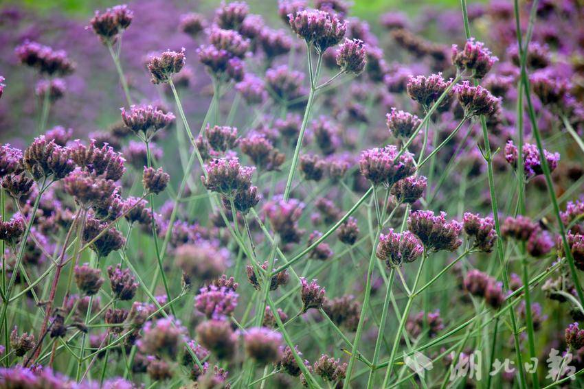 利川花千谷:如诗如画的生态旅游景区