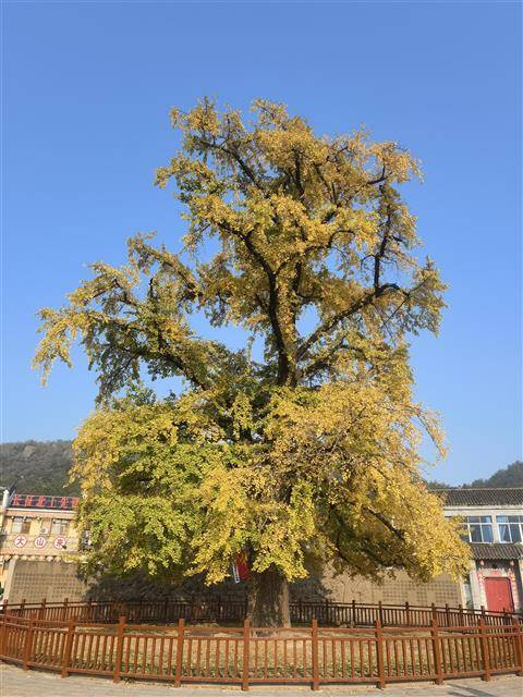 何家冲村古银杏树。（罗山县委宣传部供图）