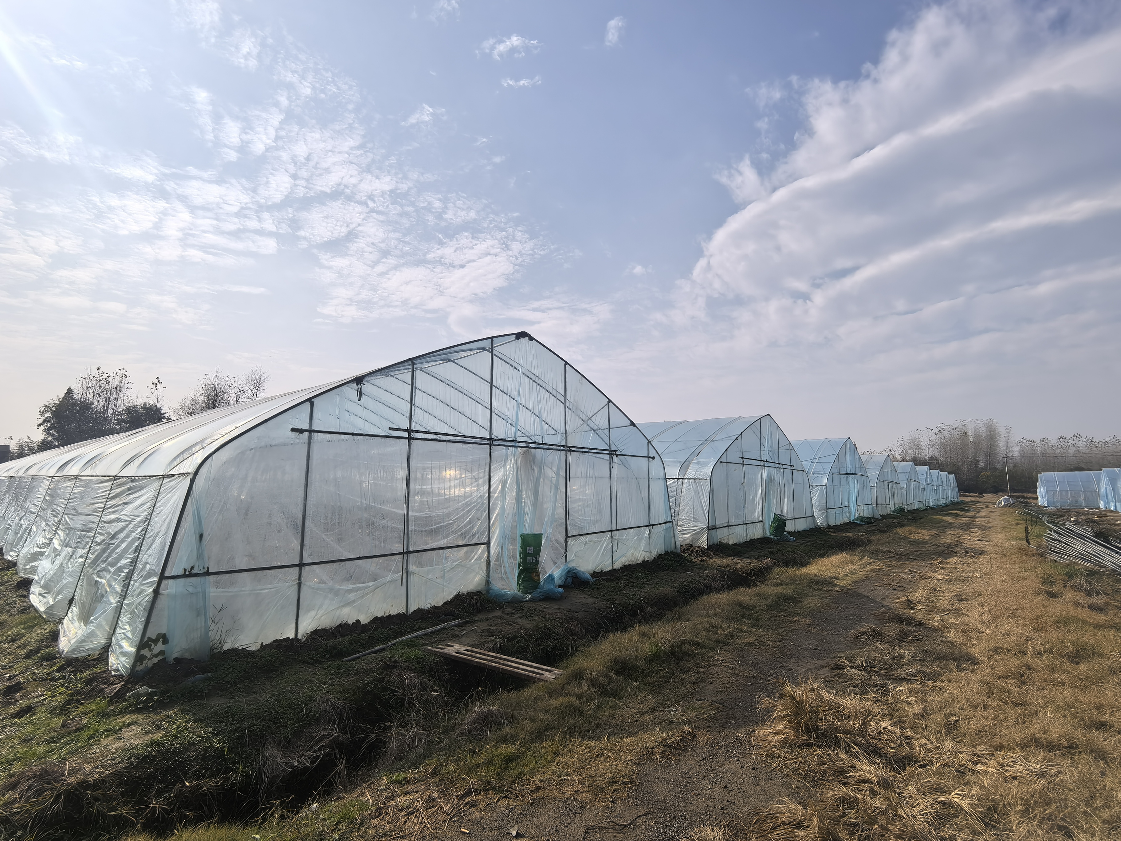 记者来到位于佘口村的潜江市佰里生态农业家庭农场,蔬菜温室大棚整齐