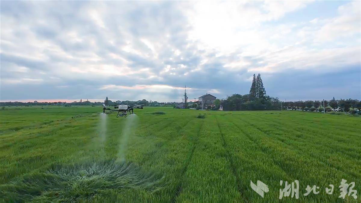2.无人机施肥.jpg