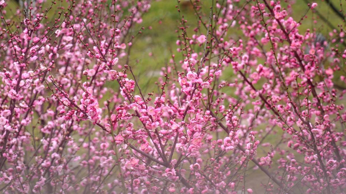 静帧 2026-02-07 082239_1.17.1.jpg