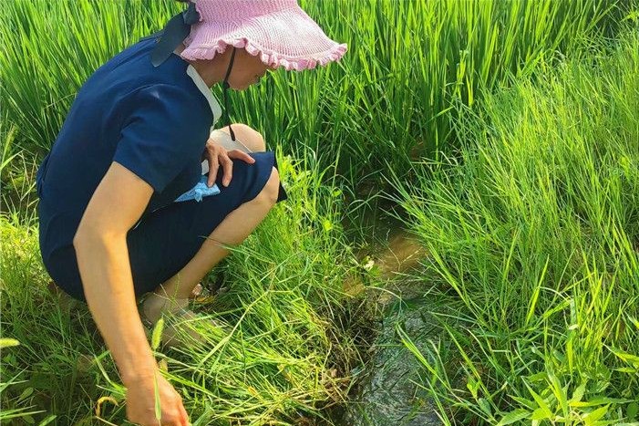 湖北日报讯(通讯员王金书,王显婷,魏云凡)8月是水稻抽穗拔节关键阶段