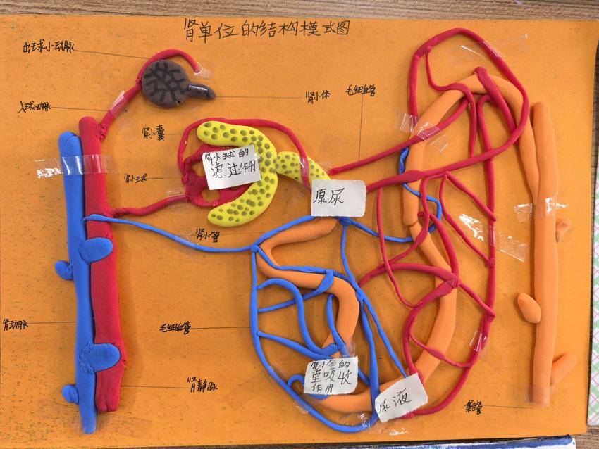 讲解肾单位的结构与功能后,同学们以小组为单位,迅速投入到模型制作中
