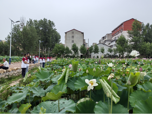 洪山镇:从茅草窝到荷塘月色的嬗变