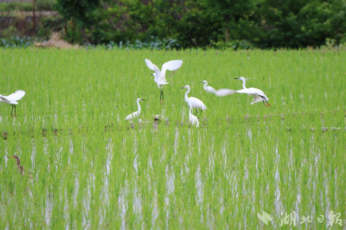 组图建始长梁双河村稻田白鹭飞