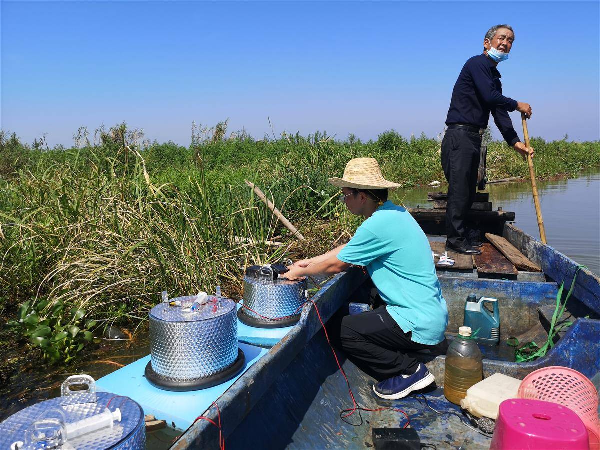 2025年 8月，省林科院湿地研究所副所长周文昌赴洪湖采集碳源汇数据(2).jpg