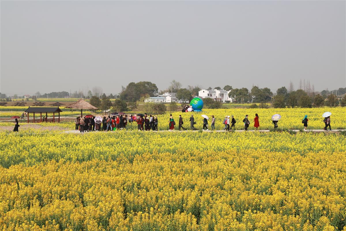 据介绍,荆门·沙洋第十四届油菜花旅游节将于3月22日开幕"最美油菜花