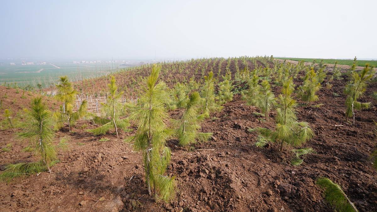 乡村影像襄州伙牌镇群众参与植树造林