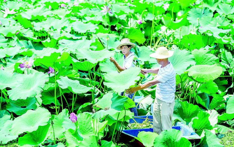 烈日下的采莲人