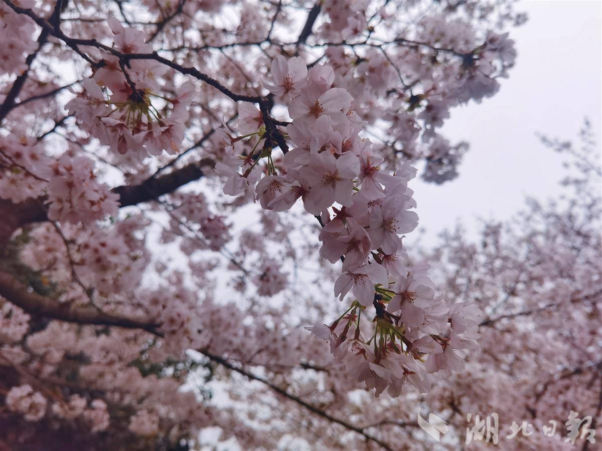 2e894b3af76ddda01612c4dc9a79d2fa.jpg 2e894b3af76ddda01612c4dc9a79d2fa.jpg