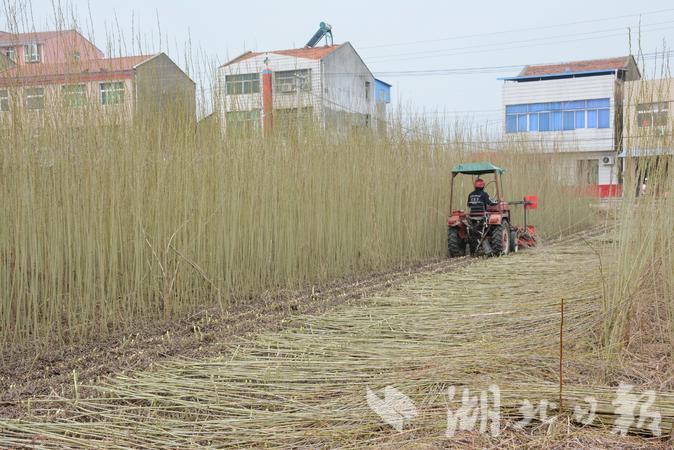 云梦县吴铺镇：杞柳“金条”收割忙 - 湖北日报新闻客户端