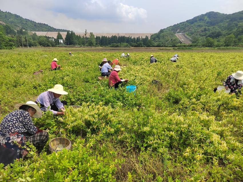 大悟:500畝金銀花競相綻放 帶動群眾增收致富 - 湖北日報新聞客戶端