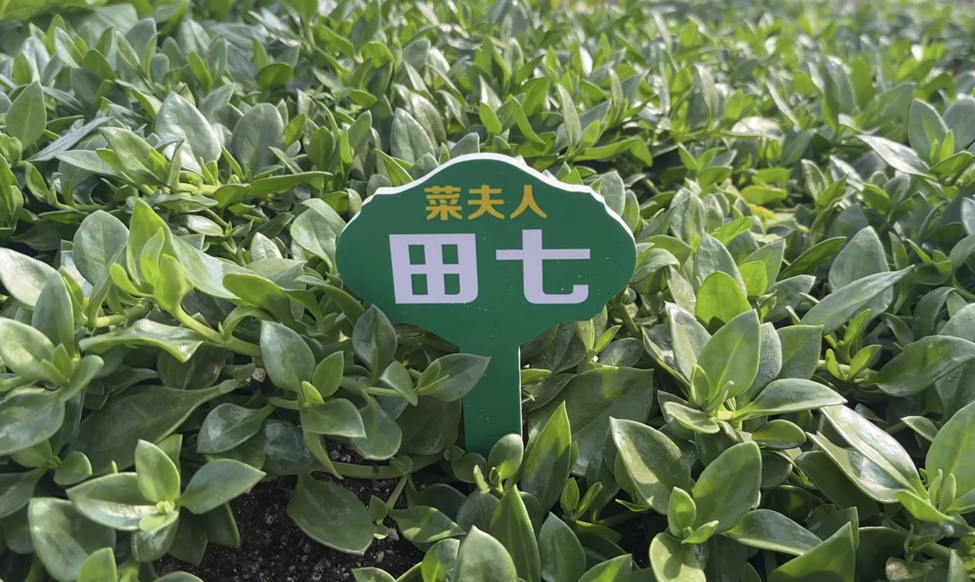 《哪吒2》中的“田七”出现在蔬菜大棚（记者 陈莉霖 摄）