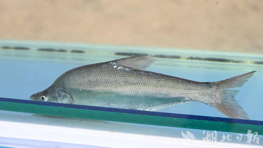 郧阳：湖北首例成功驯化的“拟尖头鲌”长势良好 - 湖北日报新闻客户端