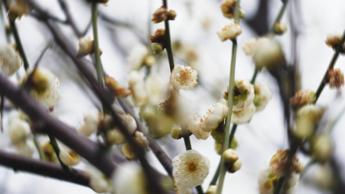 静帧 2026-02-07 082243_1.20.1.jpg