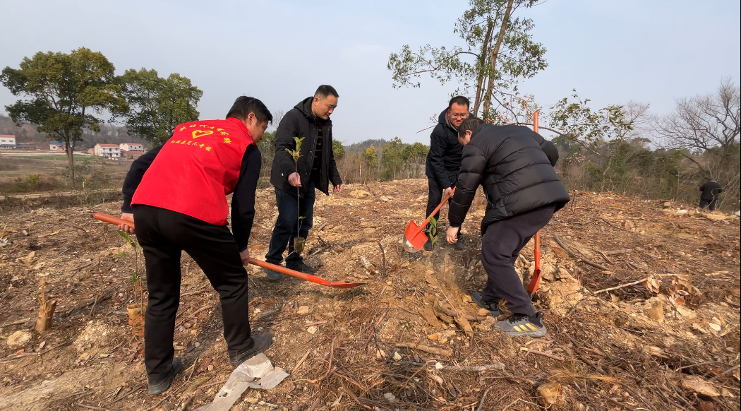 红安县觅儿寺镇开展春季植树活动