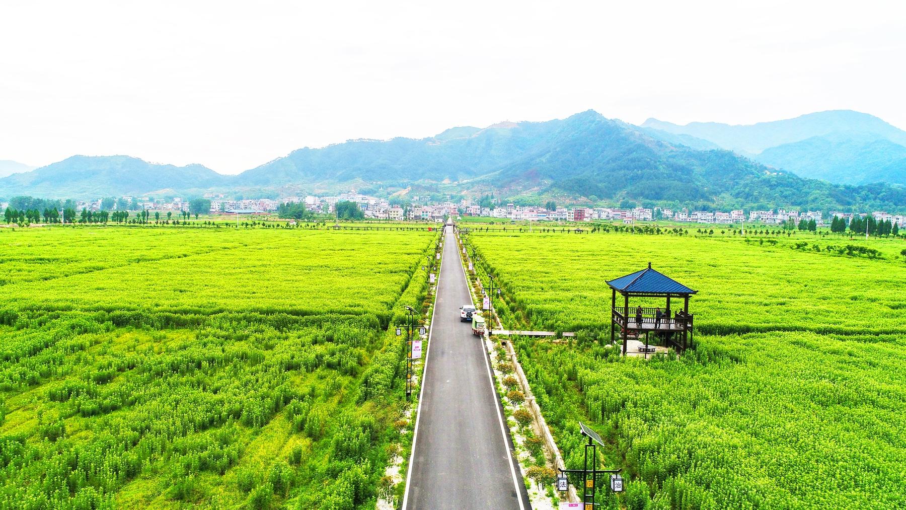 千年艾草竞风流蕲春县国家现代农业蕲艾产业园建设观察