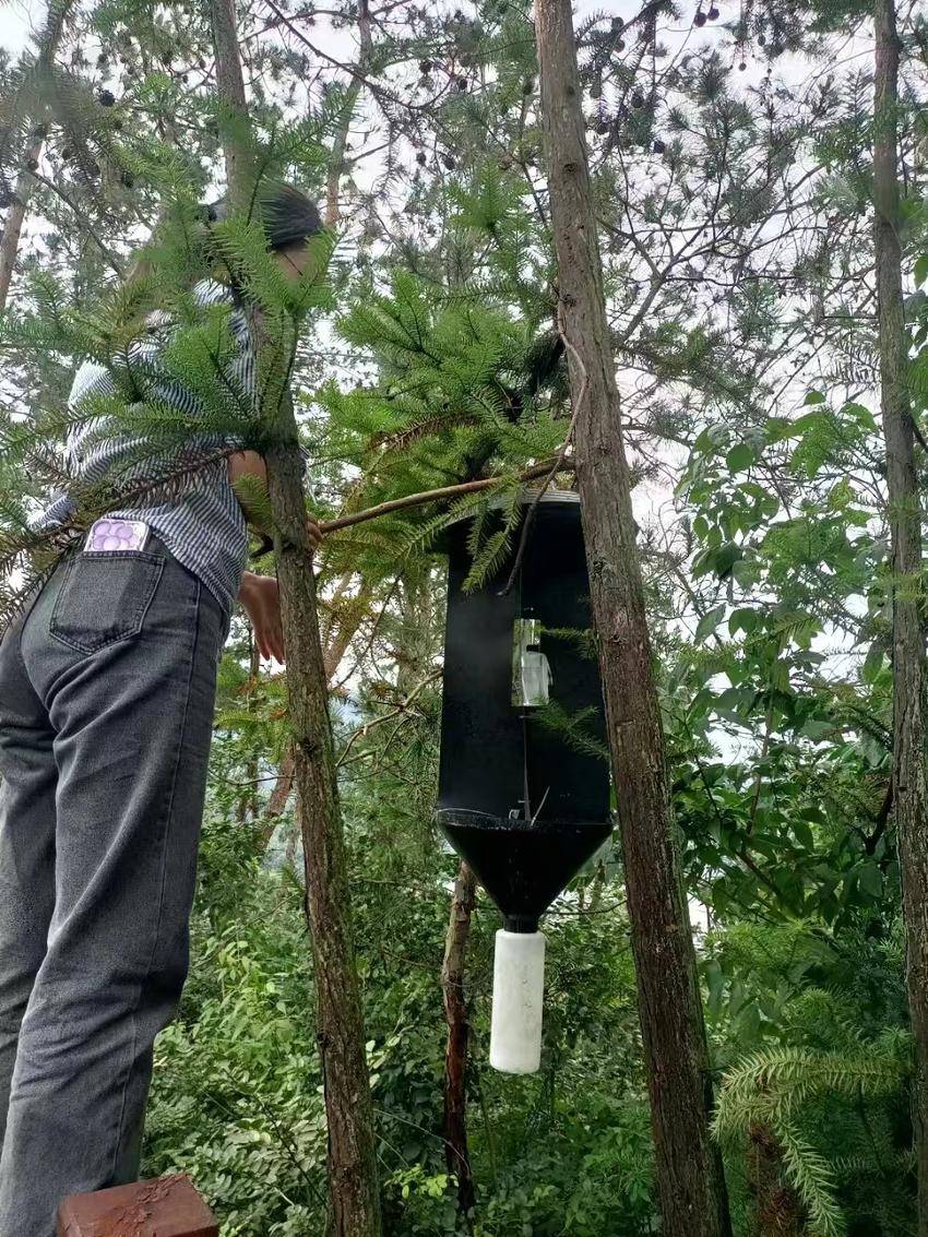保康县林业局挂置松褐天牛诱捕器