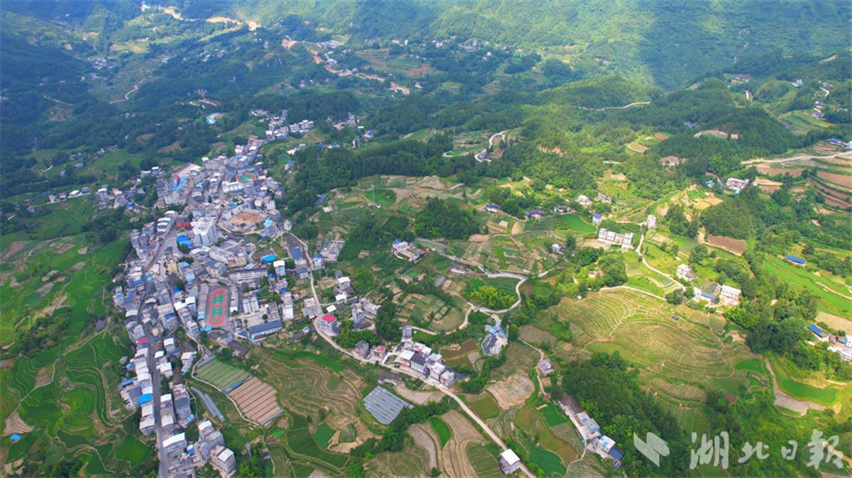 咸丰活龙坪乡:夏日梯田美如画 - 湖北日报新闻客户端