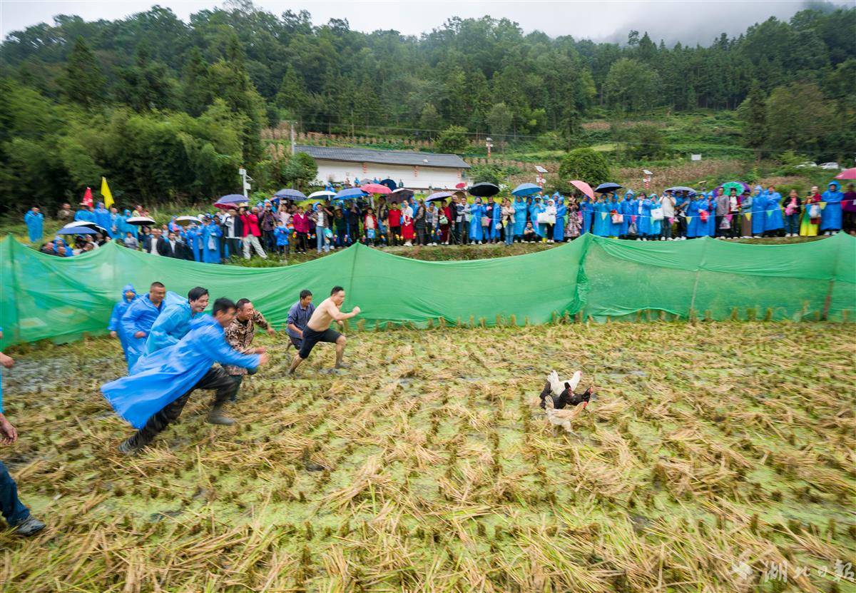 9月19日,秭归县两河口镇二甲村,村民参加稻田捉鸡比赛.JPG 9月19日,秭归县两河口镇二甲村,村民参加稻田捉鸡比赛.JPG