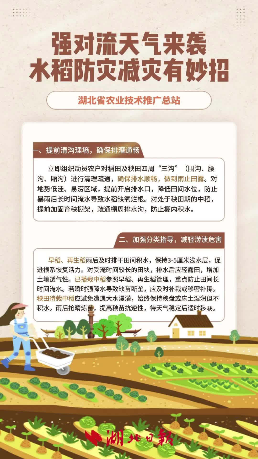 强对流天气来了，水稻如何防灾减灾？